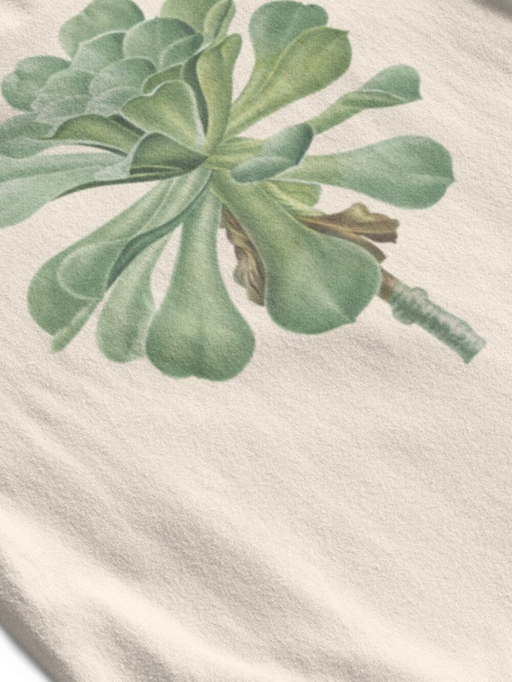 Canary Island Houseleek Botanical Print Short Sleeve Graphic Tee T-shirt S-XXL - Picture 2 of 5